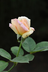 Beautiful pink yellow rose flower closeup in garden, A very beautiful pink yellow rose flower bloomed on the rose tree, Rose flower closeup, bloom flowers, Natural spring flower, floral background