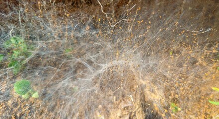 Close-up of complex mycelium network