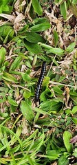Black Long-Flange Millipede Crawling on Grass: Close-Up of Crow Millipede in Its Natural Habitat