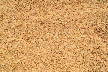a stretch of rice grain from a farmer's harvest in a rice field