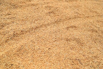 a stretch of rice grain from a farmer's harvest in a rice field