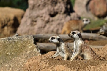 巣穴から顔を出した二匹のミーアキャット