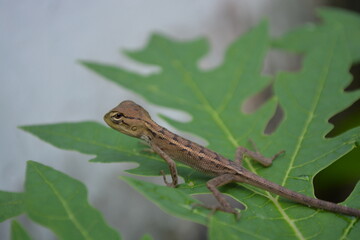 Lizard on papaya leaf