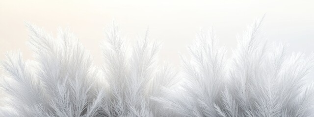 Obraz premium Soft, white pampas grass in blurred background.