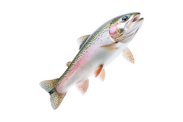 Naklejka premium Closeup of a colorful rainbow trout fish with spotted scales, fins and open mouth isolated on white transparent background, concept of wildlife