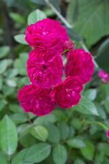 Beautiful red rose flower closeup in garden, A very beautiful red rose flower bloomed on the rose tree, Rose flower closeup, bloom flowers, Natural spring flower, Natural floral background,