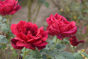 Beautiful red rose flower closeup in garden, A very beautiful red rose flower bloomed on the rose tree, Rose flower closeup, bloom flowers, Natural spring flower, Natural floral background,