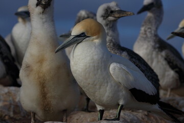 gannet colony