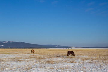 Obraz premium Herd of cows grazing on winter snow field 