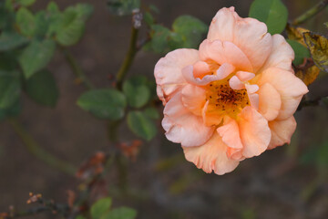 Obraz premium Beautiful pink rose flower closeup in garden, A very beautiful pink rose flower bloomed on the rose tree, Rose flower closeup, bloom flowers, Natural spring flower, Natural floral background, 