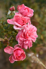 Beautiful pink rose flower closeup in garden, A very beautiful pink rose flower bloomed on the rose tree, Rose flower closeup, bloom flowers, Natural spring flower, Natural floral background, 