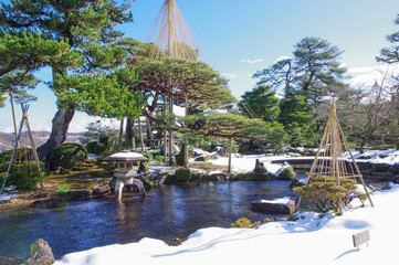 兼六園の冬の風物詩である松の雪吊り