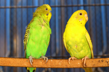 Beautiful parrot Bird. They are called Budgerigar, Budgies or Parakeets parrot closeup, exotic color budgie in cage