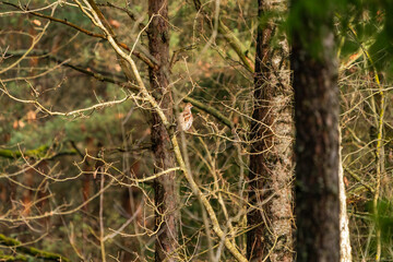 Hazel Grouse (Bonasa bonasia) in Bialowieza forest, Poland. Selective focus