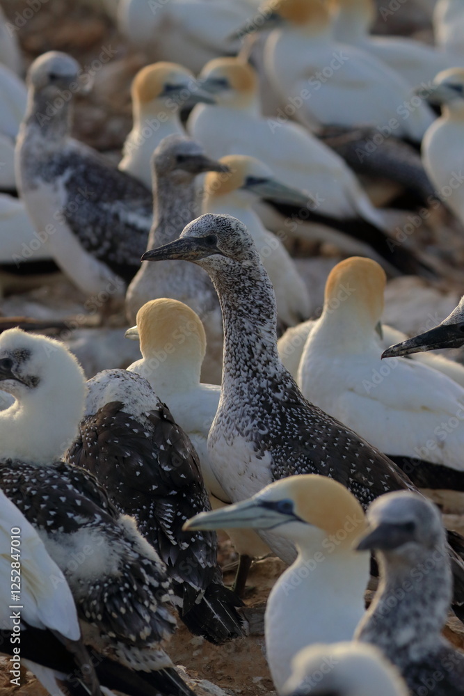 Poster gannet colony