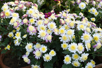 Beautiful white chrysanthemum flowers closeup in the winter garden, Close-up of Chrysanthemum flower, Field of the white Chrysanthemum, Beautiful white flower blooming in nature.