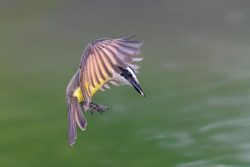 The great kiskadee, Pitangus sulphuratus, is landing