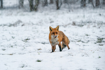 Obraz premium Red fox (Vulpes vulpes) in winter Bialowieza forest, Poland. Selective focus