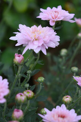 Fototapeta premium Beautiful Pink chrysanthemum flowers closeup in the winter garden, Close-up of Chrysanthemum flower, Field of the Pink Chrysanthemum, Beautiful Pink flower blooming in nature.