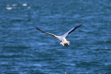 australasian gannet
