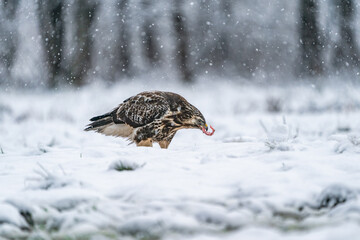 Common Buzzard (Buteo buteo) in winter Bialowieza forest, Poland. Selective focus