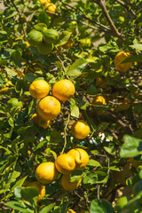 Lemon tree with ripe yellow and unripe green fruits grows under bright sunlight.