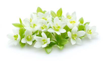 Fototapeta premium Beautiful snowdrops isolated on white. Spring flowers