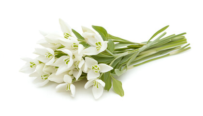 Obraz premium Beautiful snowdrops isolated on white. Spring flowers