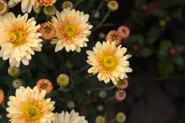Obraz premium Beautiful white chrysanthemum flowers closeup in the winter garden, Close-up of Chrysanthemum flower, Field of the white Chrysanthemum, Beautiful white flower blooming in nature.