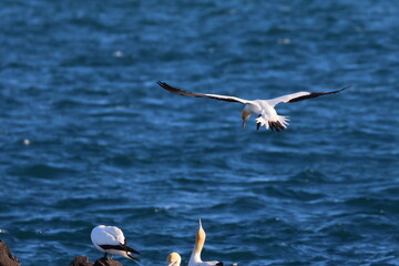 australasian gannet