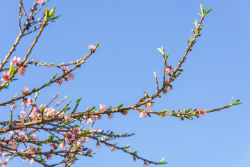 Delicate pink peach blossoms emerge on thin branches against a clear blue sky.