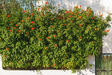 Cape Honeysuckle in full bloom, showcasing vibrant orange flowers and lush green foliage.