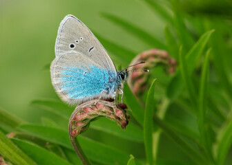 Macro footage of yellow butterfly collecting nectar from flowers with its long proboscis.