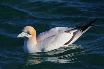australasian gannet