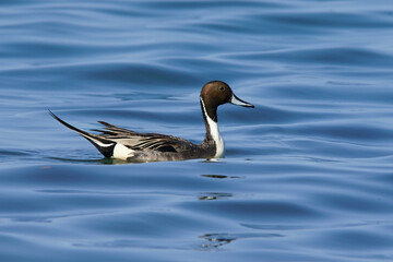 Wildlife - Birds. The Northern Pintail (Anas acuta) lives in wetlands such as sheltered deltas, salt marshes, shallow waters and coastal lagoons. It feeds on aquatic vegetation.
