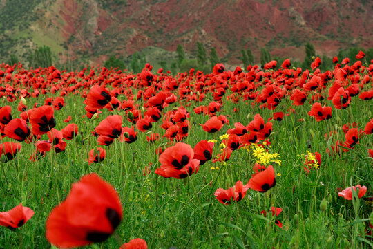 Image of a flower field decorated with red poppy flowers.