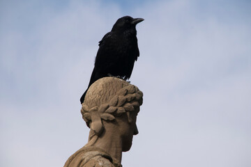 Kr&auml;he auf dem Kopf einer Statue sitzend