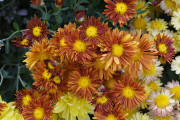 Beautiful red Orange chrysanthemum flowers closeup in the winter garden, Close-up of Chrysanthemum flower, Field of the red Orange Chrysanthemum, Beautiful red Orange flower blooming in nature.