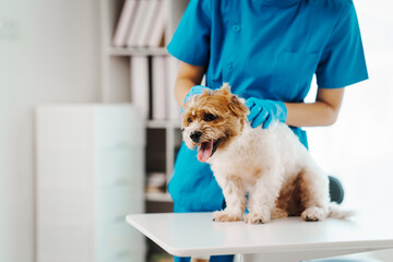 A female veterinarian examines a dog at her desk in the hospital. She assesses the dog’s health,...