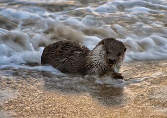 Otter