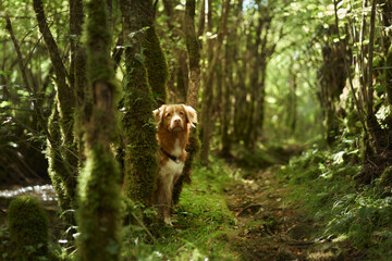 A Nova Scotia Duck Tolling Retriever peeking curiously from behind a tree trunk on a forest path....