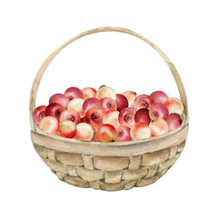 Cranberry lingonberry in weaved basket, hand drawn in watercolor, heap of ripe picked forest berry harvest, bearberry teaberry. Isolated illustration for restaurant menu, recipe book, farmers market