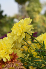 Beautiful Yellow chrysanthemum flowers closeup in the winter garden, Close-up of Chrysanthemum flower, Field of the Yellow Chrysanthemum, Beautiful Yellow flower blooming in nature.
