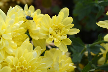 Fototapeta premium Beautiful Yellow chrysanthemum flowers closeup in the winter garden, Close-up of Chrysanthemum flower, Field of the Yellow Chrysanthemum, Beautiful Yellow flower blooming in nature.