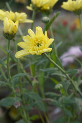 Beautiful Yellow chrysanthemum flowers closeup in the winter garden, Close-up of Chrysanthemum flower, Field of the Yellow Chrysanthemum, Beautiful Yellow flower blooming in nature.