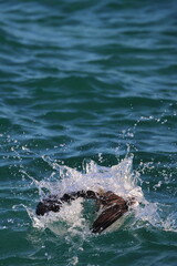 Fototapeta premium australasian gannet
