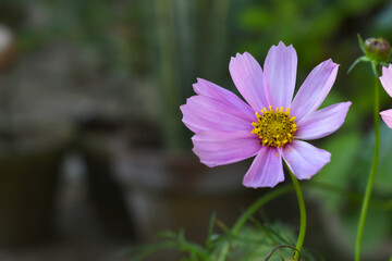 Fototapeta premium purple Cosmos flower, Cosmos flowers, autumn season image, Beautiful purple Cosmos flower in the garden. Violet flowers pictures. Cosmos Bipinnatus, commonly called the garden or Mexican aster