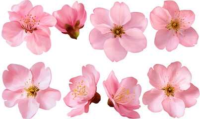 Spring, blooming pink flowers, cherry blossoms, and peach blossoms