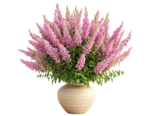 A beautiful arrangement of pink veronica flowers in a light-colored vase. isolated on white background and transparent background