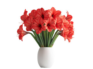 A vibrant bouquet of Amaryllis (Holiday arrangements) red flowers in a stylish white vase, showcasing elegance and beauty. isolated on white background and transparent background